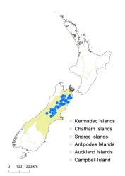 Veronica brachysiphon distribution map based on databased records at AK, CHR & WELT.
 Image: K.Boardman © Landcare Research 2022 CC-BY 4.0